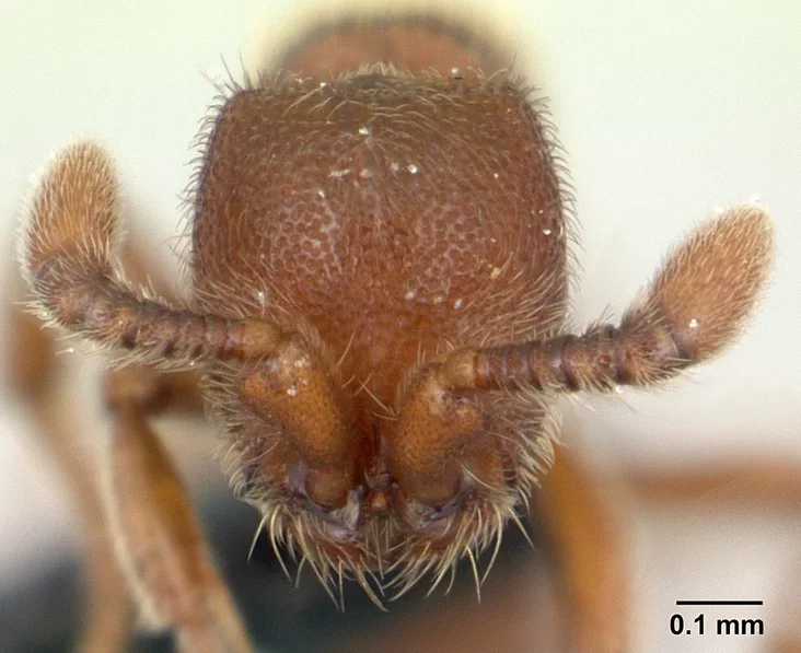 Голова Cerapachys biroi галава Cerapachys biroi Head of Cerapachys biroi