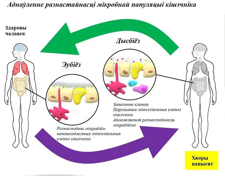 restoring the diversity of the intestinal microbial population восстановление разнообразия микробной популяции кишечника аднаўленне разнастайнасці мікробнай папуляцыі кішэчніка 