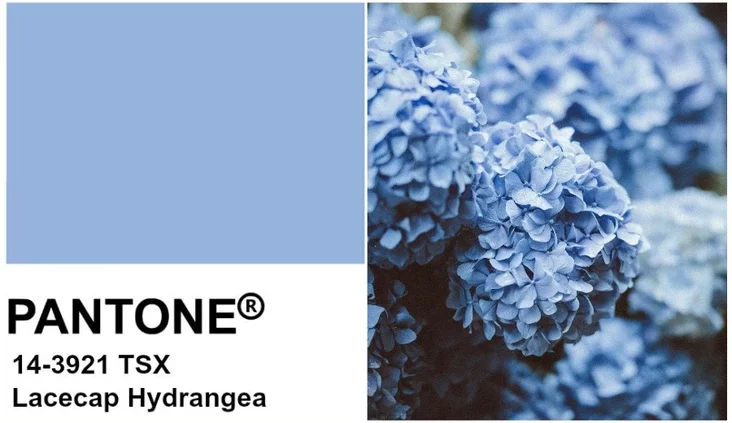 Pantone Lacecap Hydragea