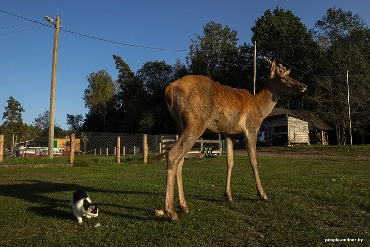 Aleń Fiodar A deer Fyodor Oleń Fiodor