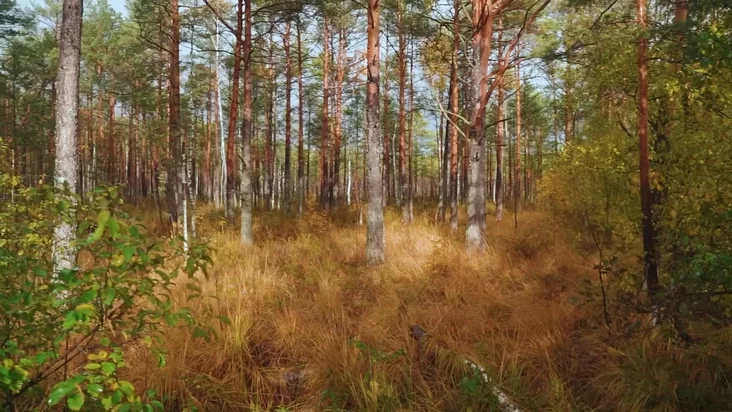 bałota bołoto swamp