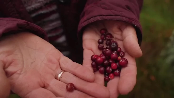 žuvariny klukva cranberries