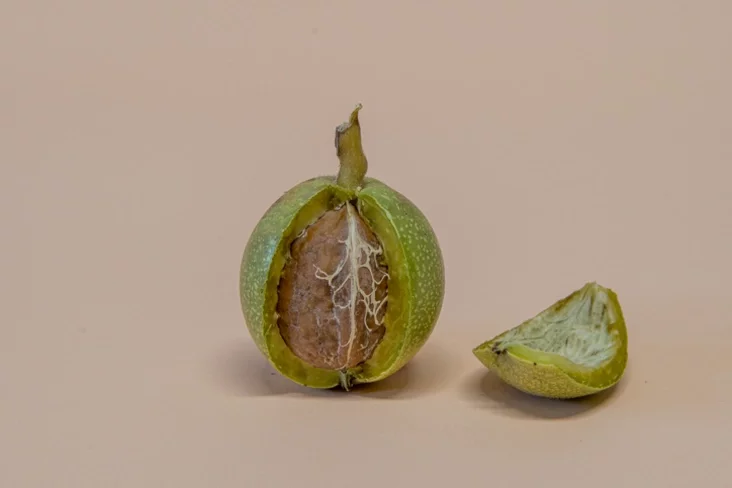 Грецкий орех с отломанной скорлупой A walnut with its shell broken off. Грэцкі арэх з абламанай лупінай 