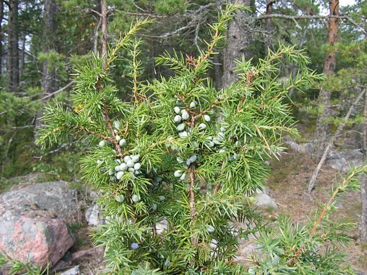 Ядловец звычайны Juniperus communis Можжевельник обыкновенный