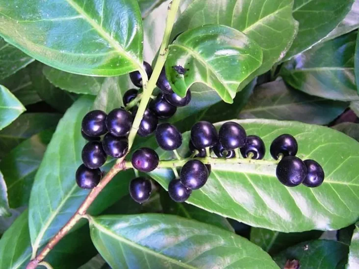 Лаўравішня з пладамі Лавровишня с плодами Prunus laurocerasus fruits.