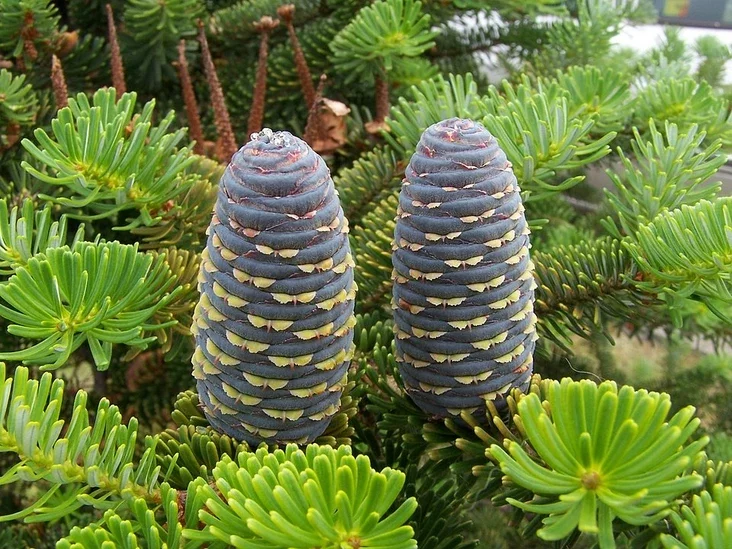 Abies koreana Піхта Карэйская Пихта корейская