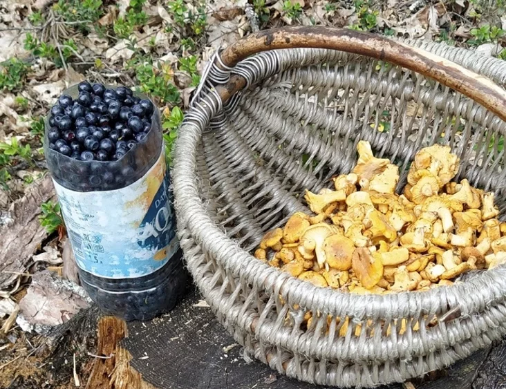 Solihorskije dary lesa