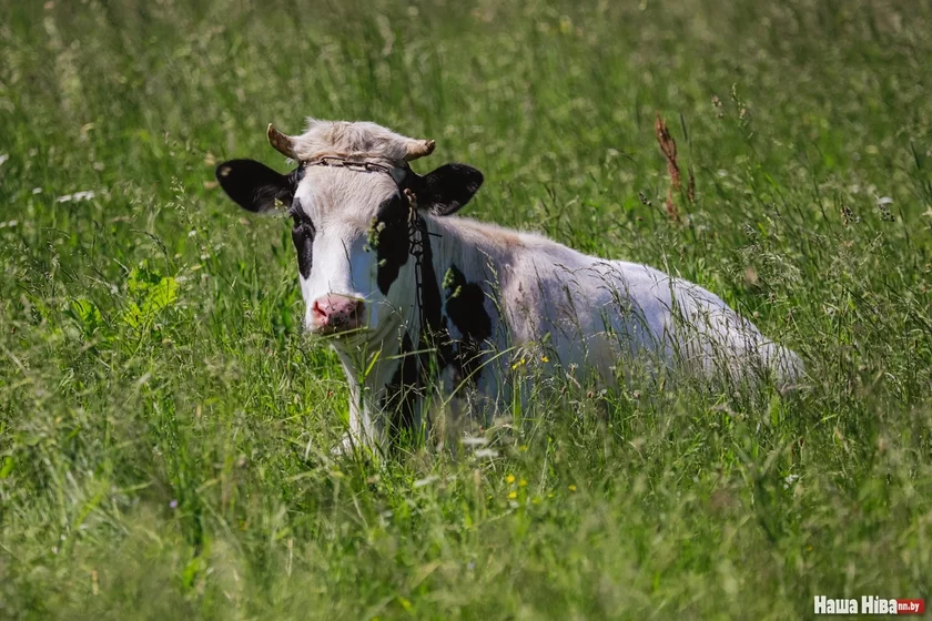 Karova Korova Cow