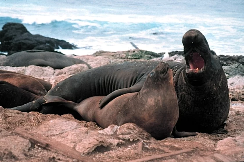 Elephant seal morskoj słon marski słon