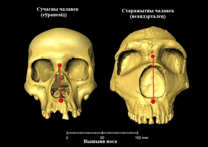 Розніца ў насах паміж сучасным чаавекам і неандэртальцам