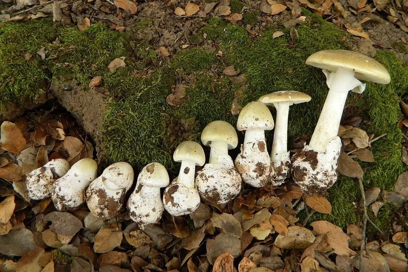 Blednaja pahanka (Amanita phalloides)