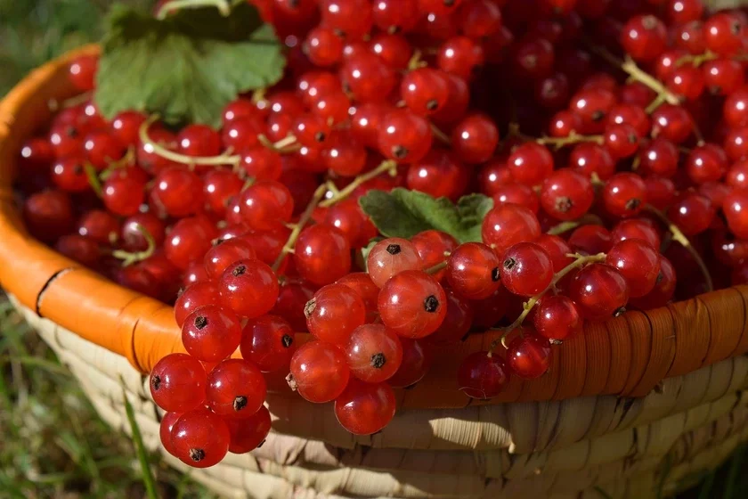 Redcurrants