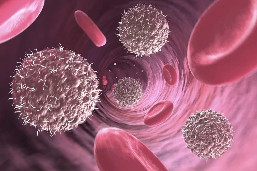 Lymphocytes and red blood cells Limfocity i eritrocity Limfacyty i erytracyty 