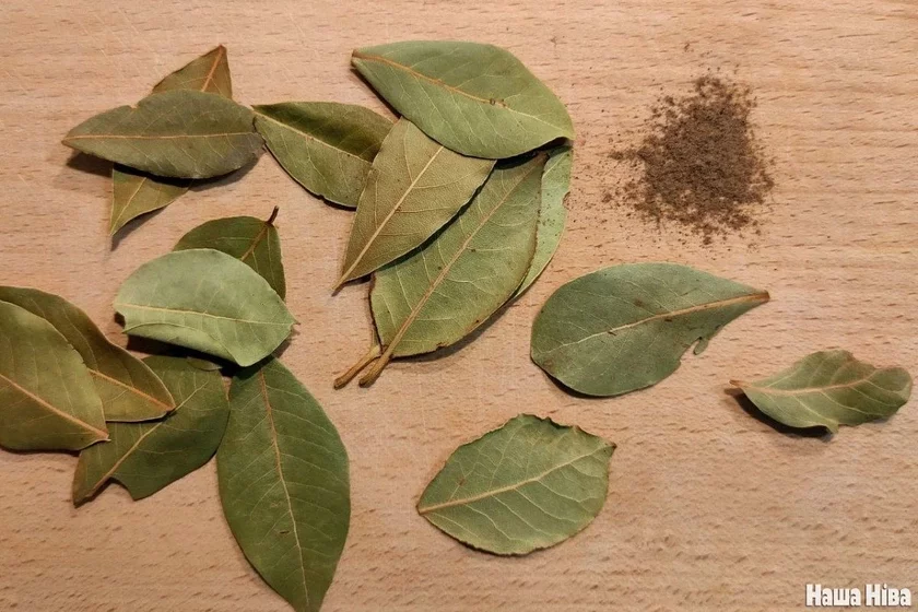 Лаўровы ліст bay leaf лавровый лист