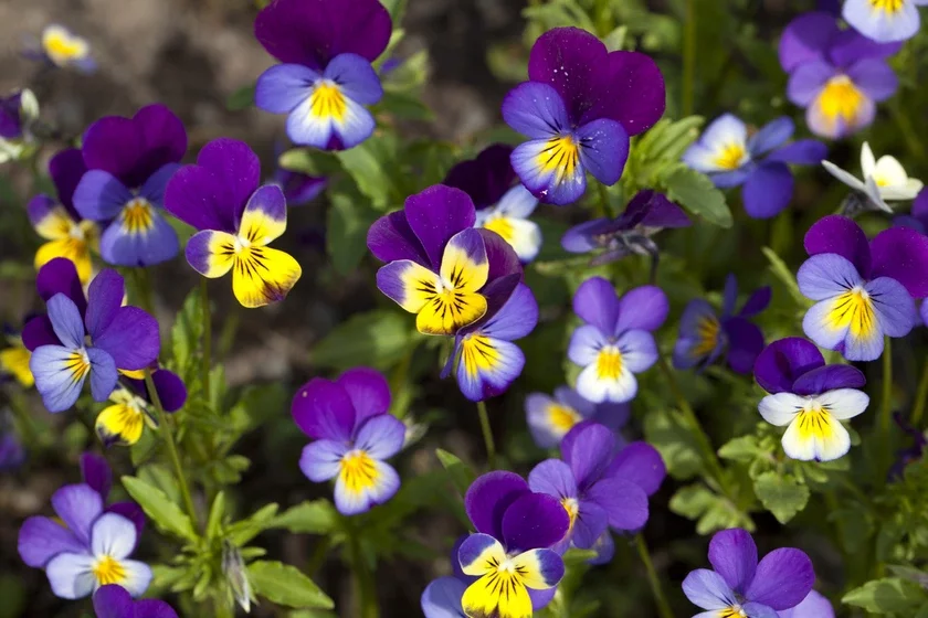 Viola arvensis Анюціны глазкі Анютины глазки