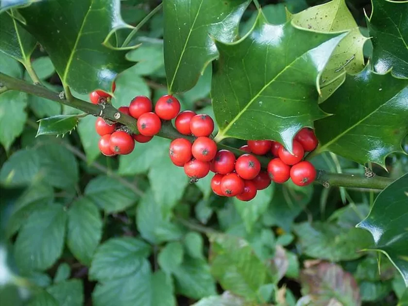 Ilex aquifolium Падуб (вастраліст) Подуб (остроліст)