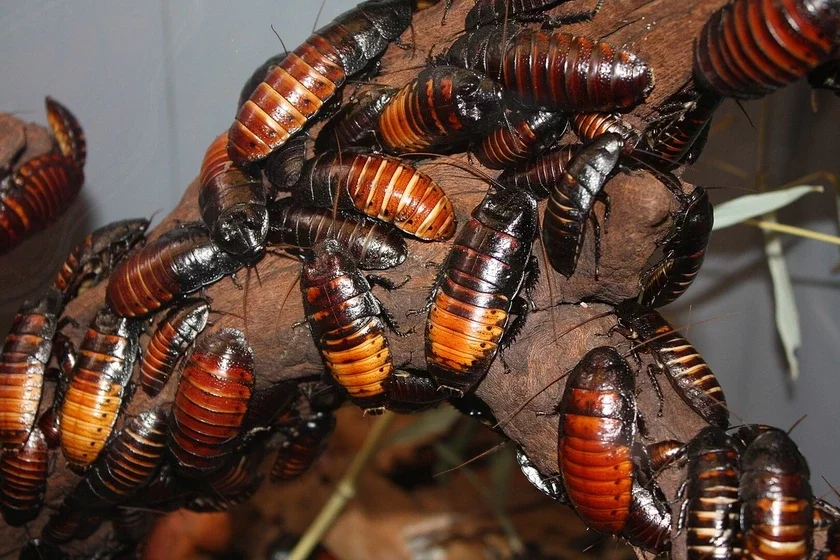 madahaskarskija tarakany Gromphadorhina portentosa