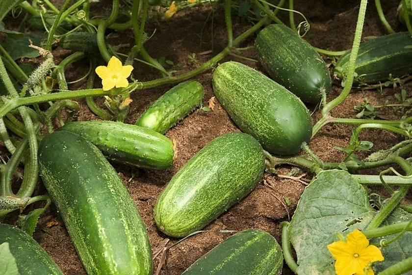 Ahurki Ohurcy cucumbers