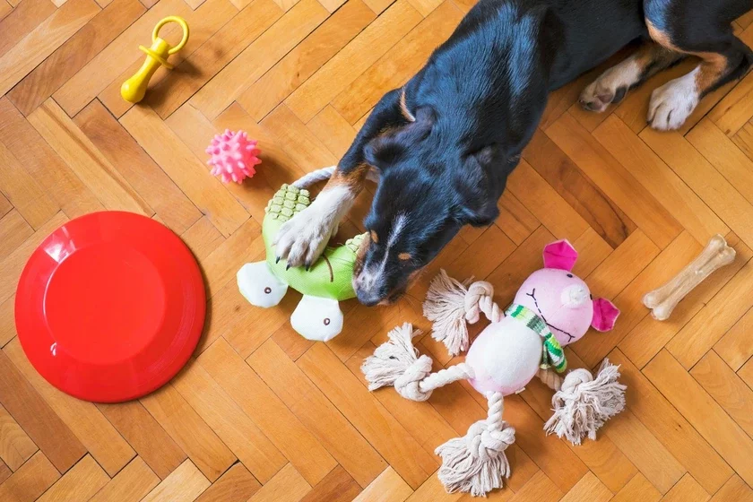 Dogs remember the names of their toys for several years Sobaki pomniat nazvanija svoich ihrušiek nieskolko let Sabaki pamiatajuć nazvy svaich cacak na praciahu niekalkich hadoŭ