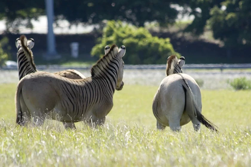 Quagga Kvaha Kvahha