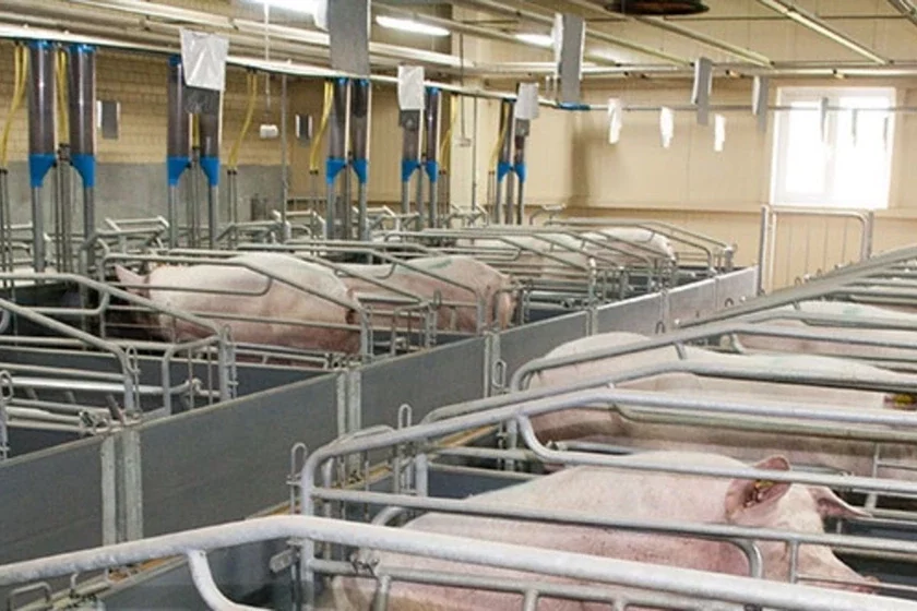 Śvinahadoŭla Śvinovodstvo Pig farming